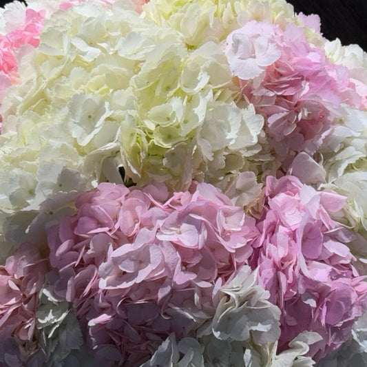 Blushing Hydrangea Elegance